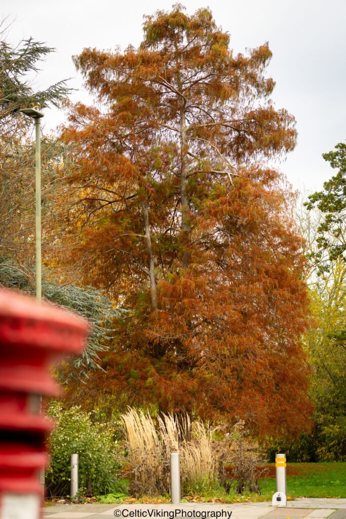 Larch Tree - Montrose Park, London