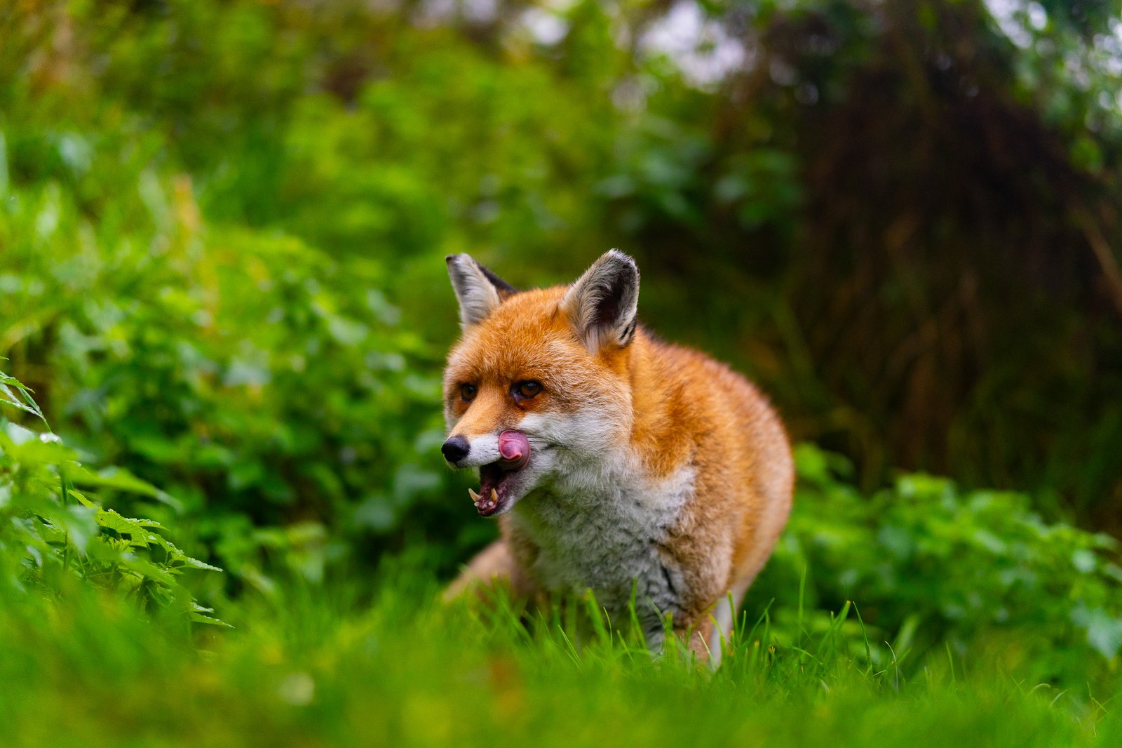 A fox taken with a Sony A6400 and Sigma 56mm F1.4 DC DN Lens
